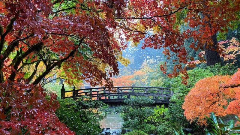 Tranquil Gardens: Finding Zen in Beautiful Botanical Paradises